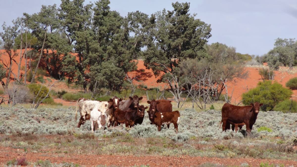 QUALITY GENETICS: The Greenfield family, Billa Kalina Station, north-west of Roxby Downs, have run a pure Shorthorn herd for more than 20 years, preferring the breed for its mothering ability, fertility and meat quality. 