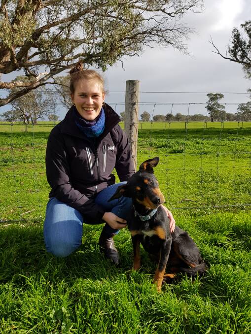NEW EXPERIENCE: Claire Dennerley, pictured with Max, has enjoyed working with livestock producers, especially on a project looking at oestrogenic clover. 