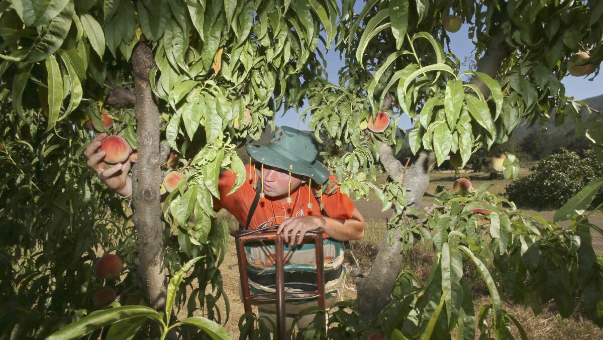 Fruit pickers will be paid a minimum wage from today, but pieceworker rates are still available for those who exceed the minimum rate.