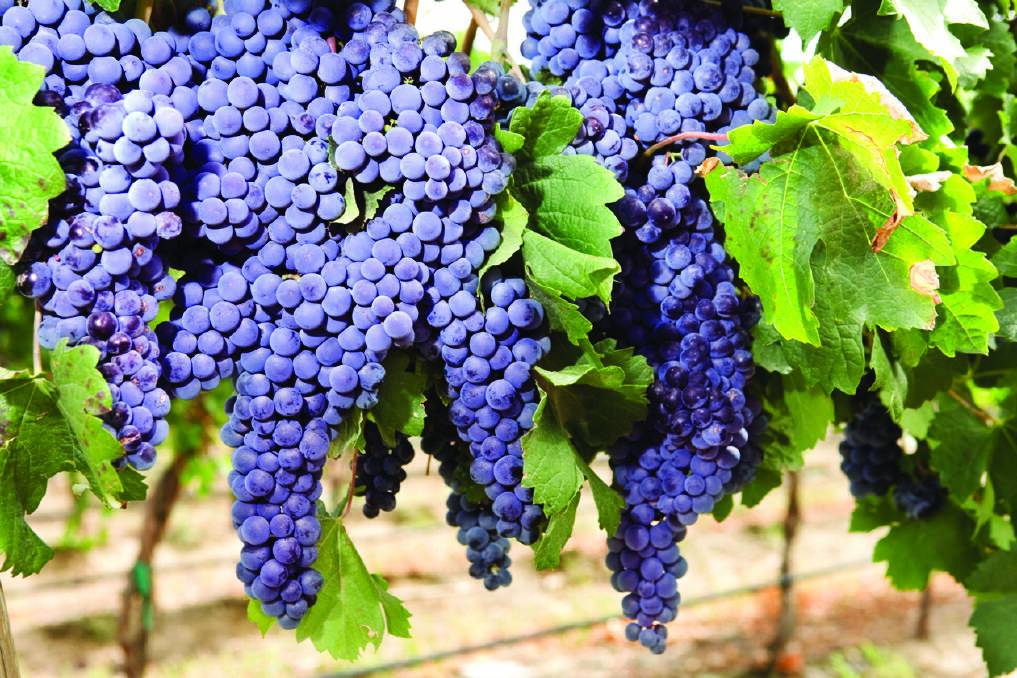 Red grape varieties have increased substantially in recent years, nationally. Photo: SHUTTERSTOCK