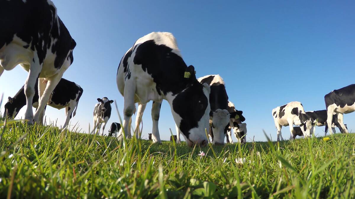 More and more dairy females and bulls are being genomically tested, year on year. Picture via Shutterstock