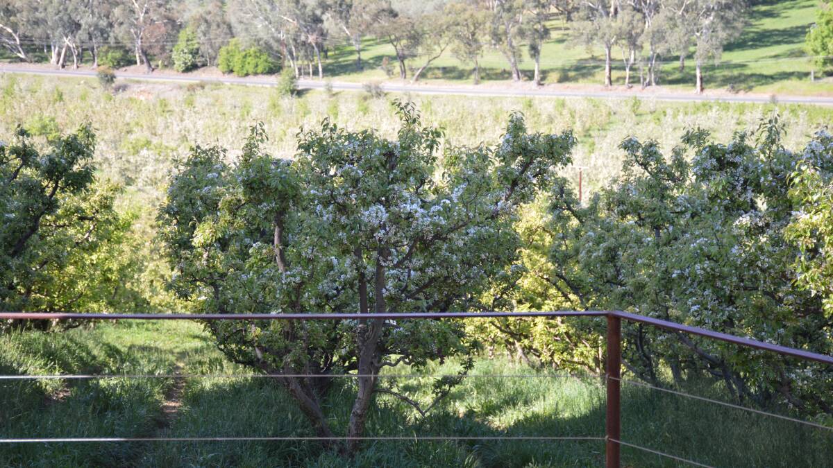 The 12-hectare orchard was recently fully-certified organic. Picture by Elizabeth Anderson