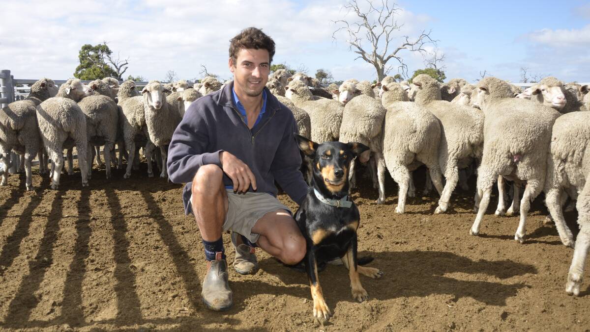 ON FARM: Henry Goode with Ned the kelpie and some of the family’s mixed-age ewes.
