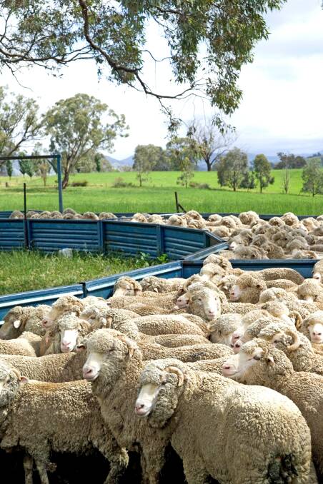 With reports of footrot on the rise, a new video could help sheep producers and livestock agents. Photo: SHUTTERSTOCK