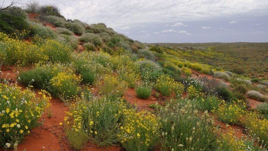 Munga-Thirri/Simpson Desert in bloom. Photo: BILL DOYLE