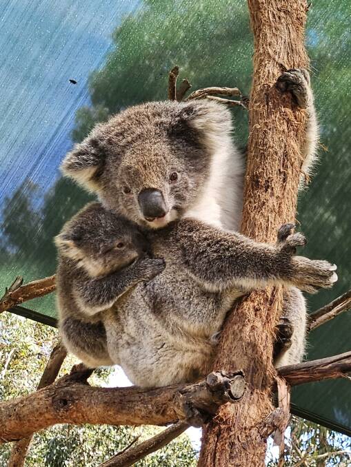 The first four joeys have been born as part of a koala breeding program in SA. Picture supplied
