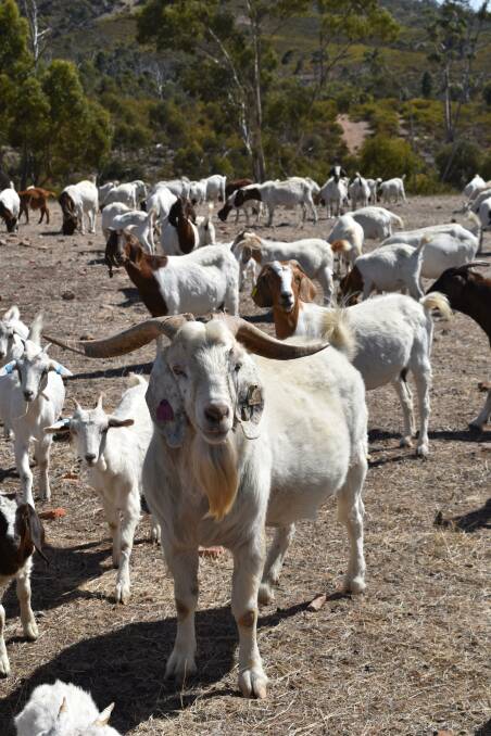Finding markets for goats is a must with numbers rising. Picture by Kiara Stacey