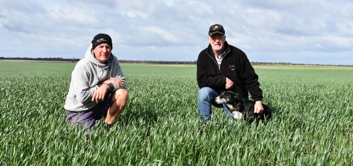 MAXIMISING MOISTURE: Brenton and Rodney Maynard, Lameroo, with Lucy in May-sown cutlass wheat.