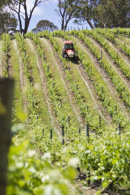 Short-term relief is available for wine grape growers across SA. File picture