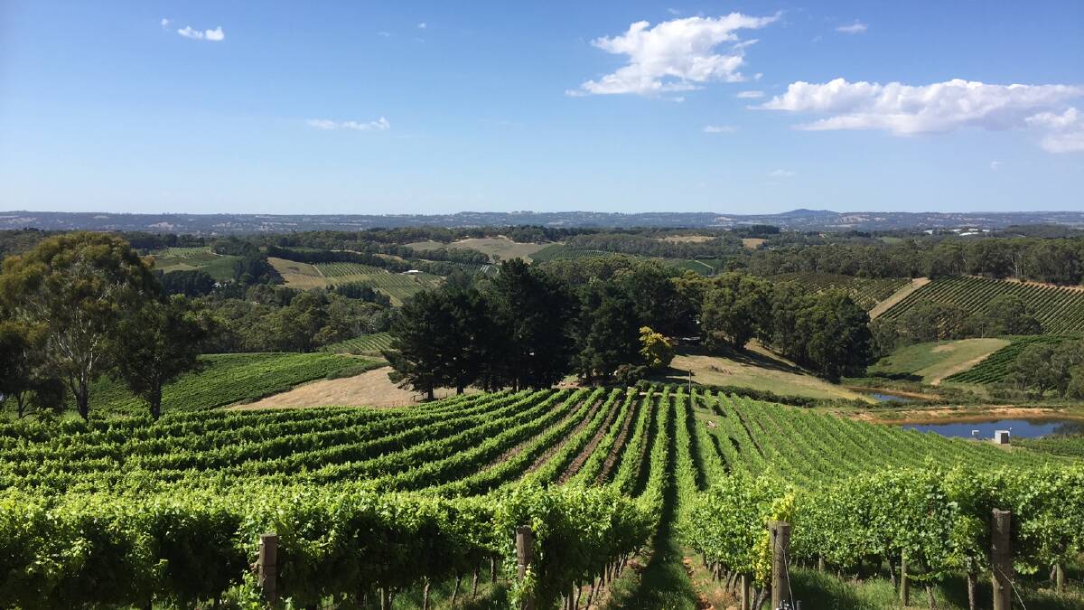 Top vineyards named among nation's best