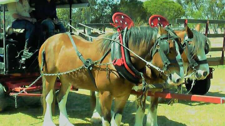 Historic displays show worth of heavy horses
