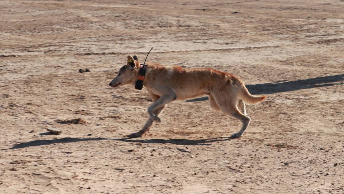 GPS tracking collars are being placed on wild dogs in Far West NSW to better understand how they use the landscape. Photo: NSW DPI