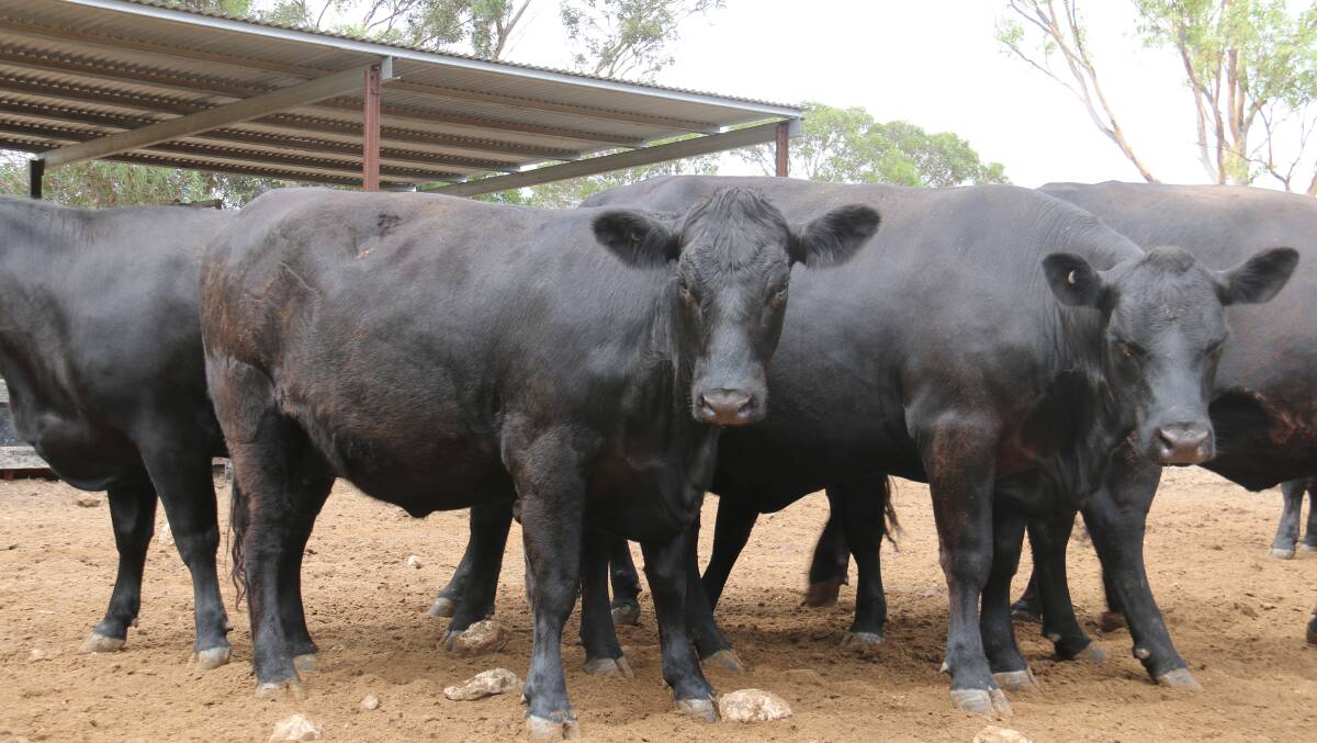 TOP BREEDING: Josh Densley is making the most of herd rebuilding by selling his surplus to replacement Angus females to other breeders. 