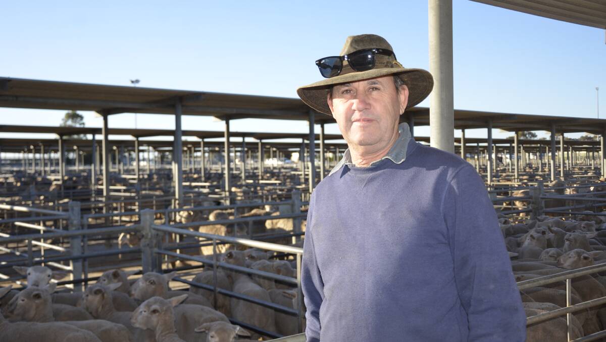 PEN INSPECTION: David Fatchen, Freeling, was looking at crossbred lambs at the SA Livestock Exchange on Tuesday. 