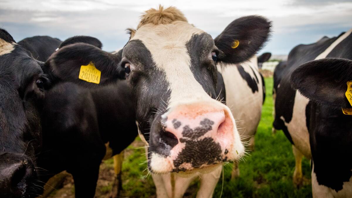 Dairy milk pool steadies as eyes watch for coronavirus impact