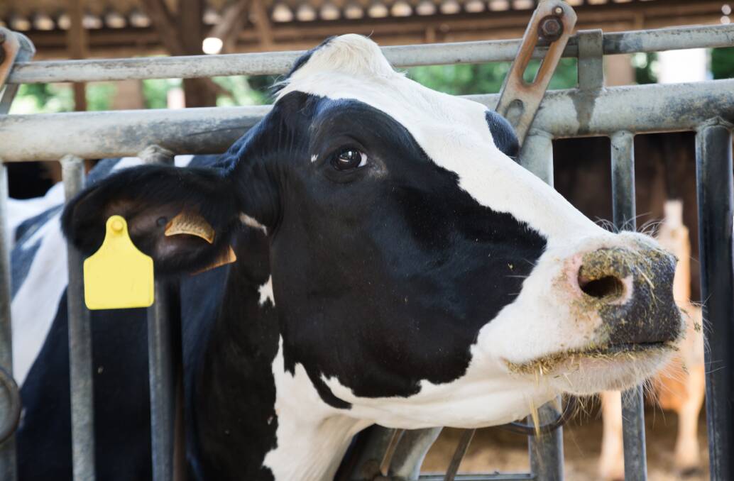 There are positive signs for Australian dairy but some situations will require creative thinking. Photo: SHUTTERSTOCK