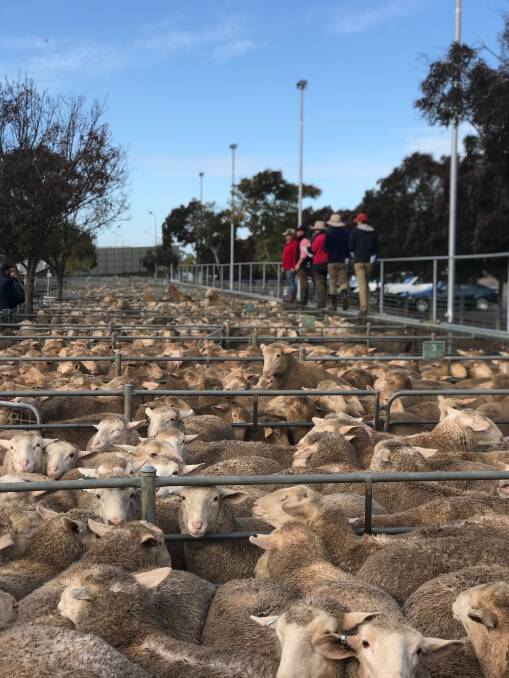 Ouyen prices ease as crossbred lambs reach $275