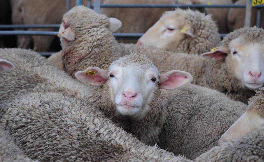 GLOBAL VIEW: International prospects for Australian lamb look promising. 