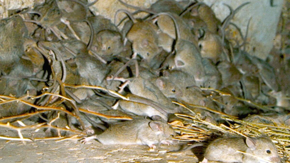 Are mice wreaking havoc in SA?