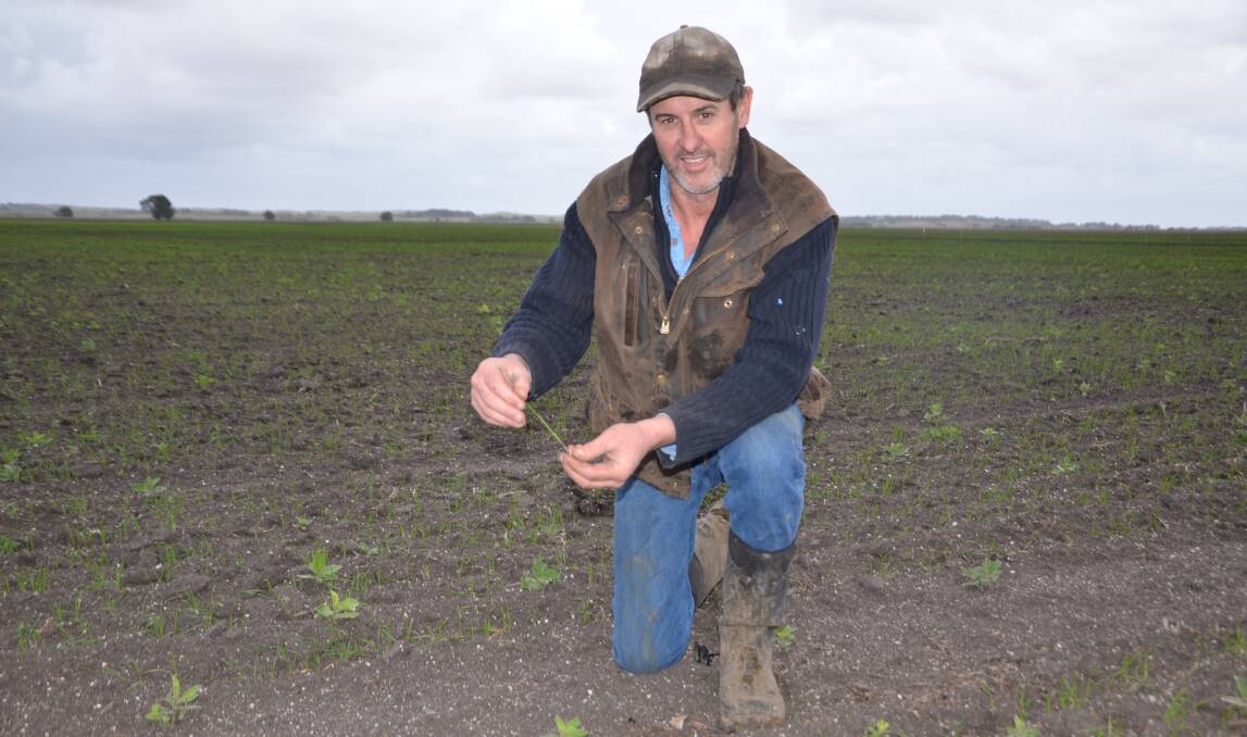 EMERGING CROPS: Brett Gilbertson, Rendelsham, in the trial site with mid-April sown wheat. He says last year's trial results helped convince him to try Accroc himself.