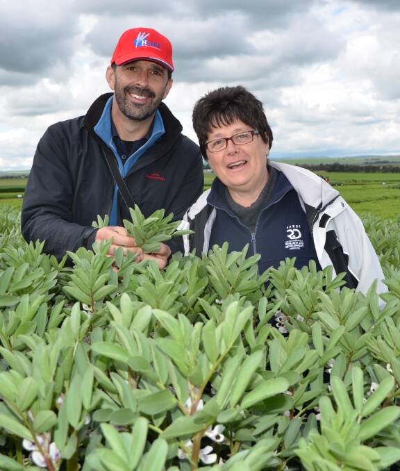 BE PREPARED: SARDI pulse pathologists Rohan Kimber and Jenny Davidson in a crop of faba beans at the recent Hart Field Day. 