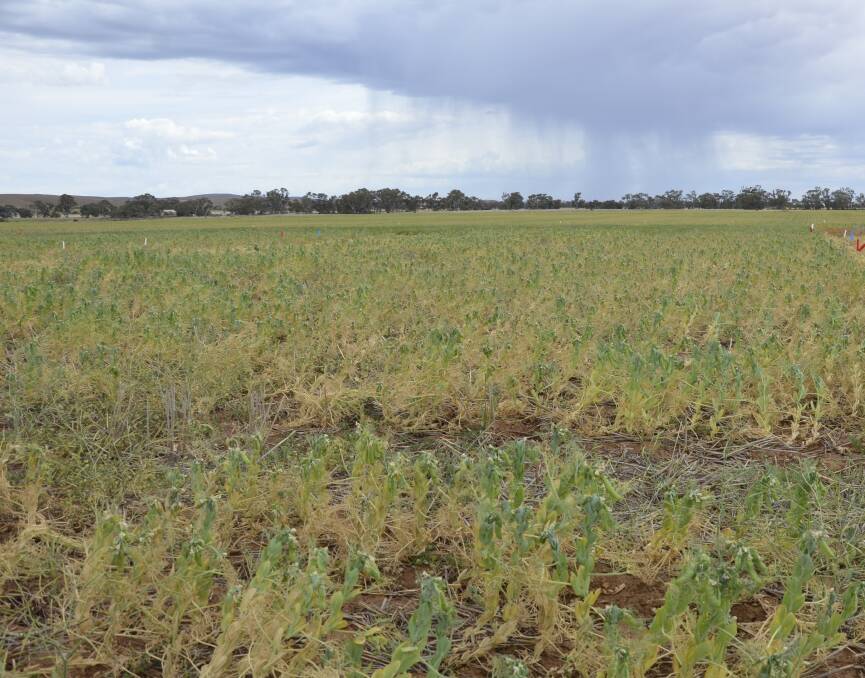 TIMELY FALLS: The season's crops have been bolstered by recent rain, in some parts of the state.