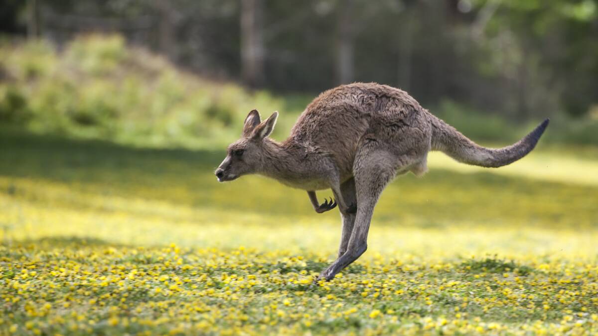 GROWING AREA: Three species of grey kangaroos are now included in the kangaroo commercial harvest, with the zones covering most of SA - only excluding metropolitan Adelaide.