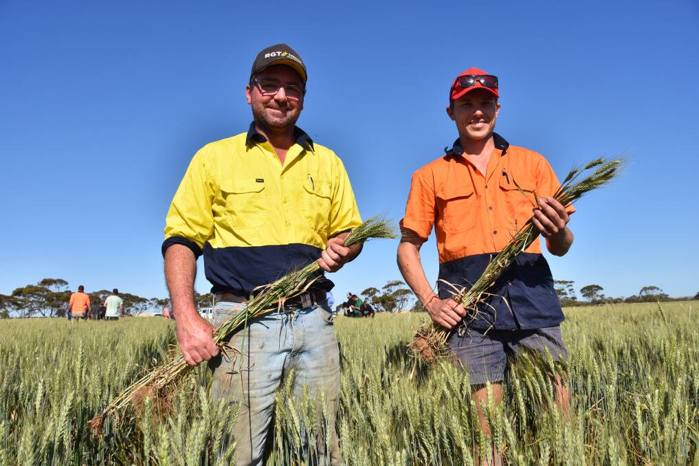 STRONG START: Farmhand Taine Schmaal with James Shannon and his Cutlass wheat at Paruna last month. 