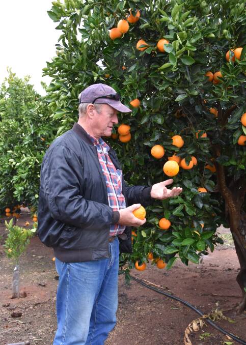 JUGGLING ACT: Citrus SA chair Mark Doecke said it was important workers were ready to go as harvest ramped up, with a number of export markets reliant on SA produce.