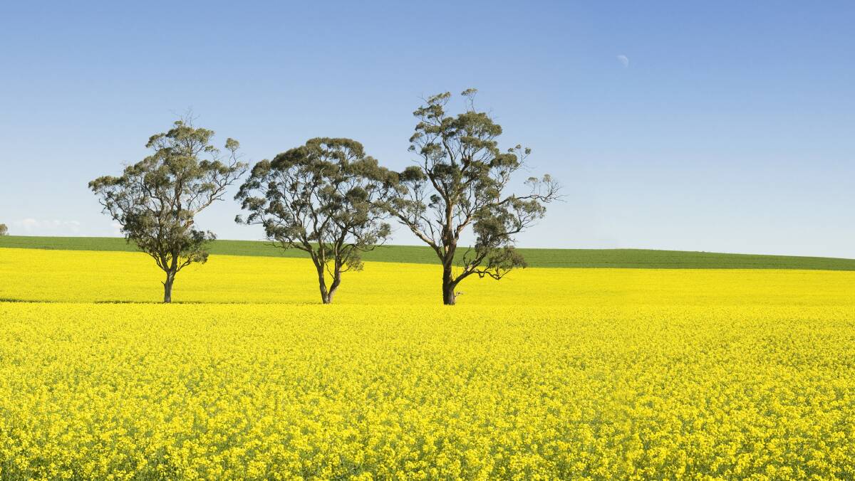Growers across all of mainland SA will have the option of GM crops for the 2021 season. Photo: SHUTTERSTOCK