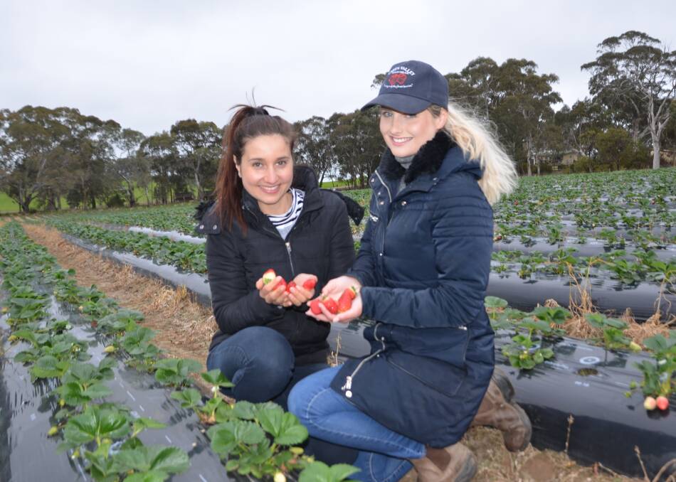 BERRY GOOD: Christie and Steph Rozaklis, Green Valley Strawberries, Nairne, are looking forward to picking beginning within weeks with the fruit to be sold in local supermarkets and through their farmgate store.