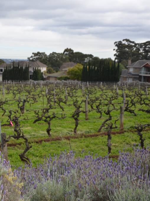 The Penfolds vineyard at Magill, alongside the restaurant, has been named as the best of wine tourism in SA.