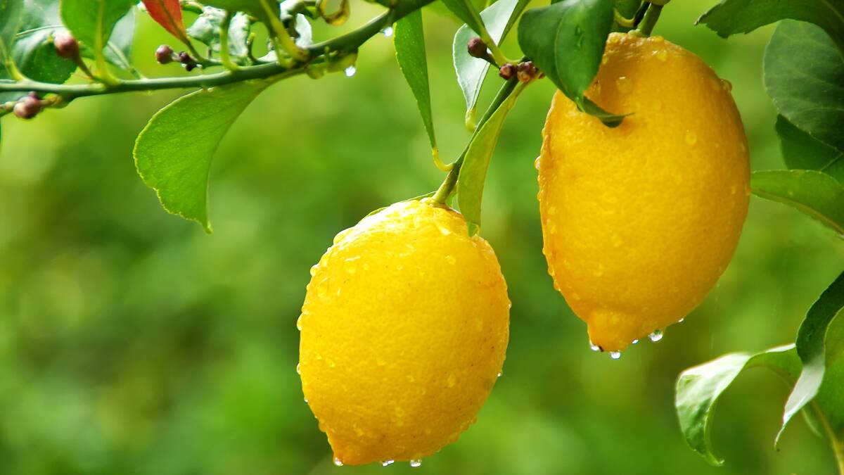 Citrus and stonefruit growers in the Riverland are feeling the impact of a second discovery of larvea near Renmark West. Photo: SHUTTERSTOCK