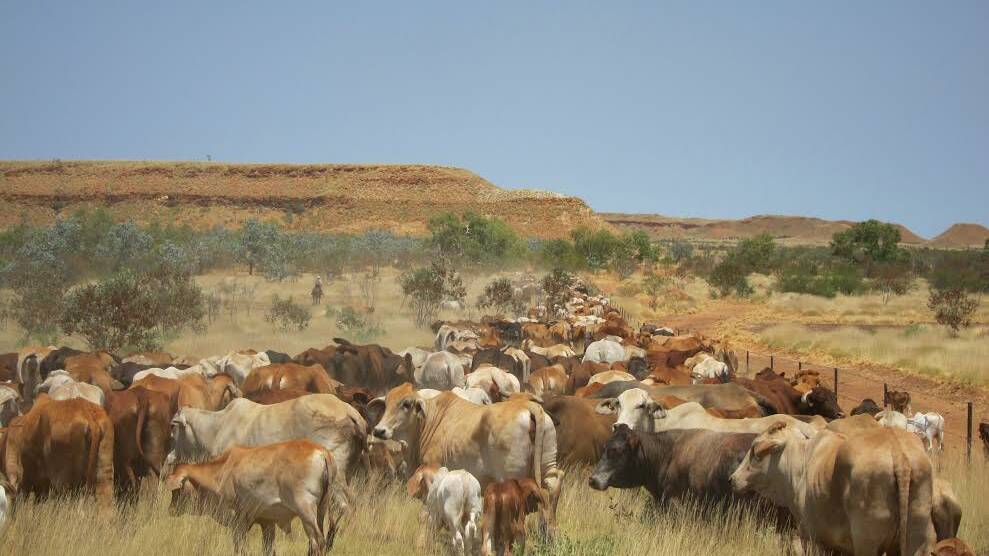 Pastoralists gain key skills with relaunched Cert III