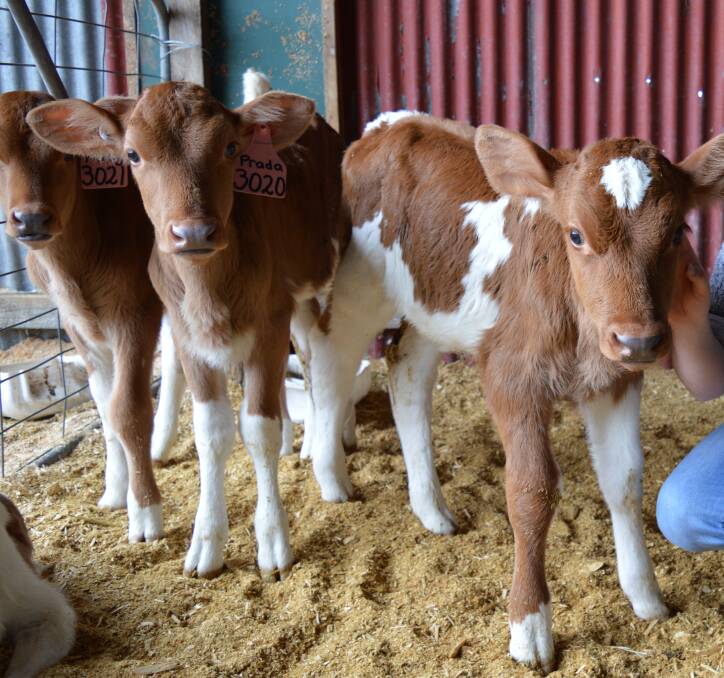 PRIME TIME: Getting calves off to a good start can pay off in later production, according to a US expert.