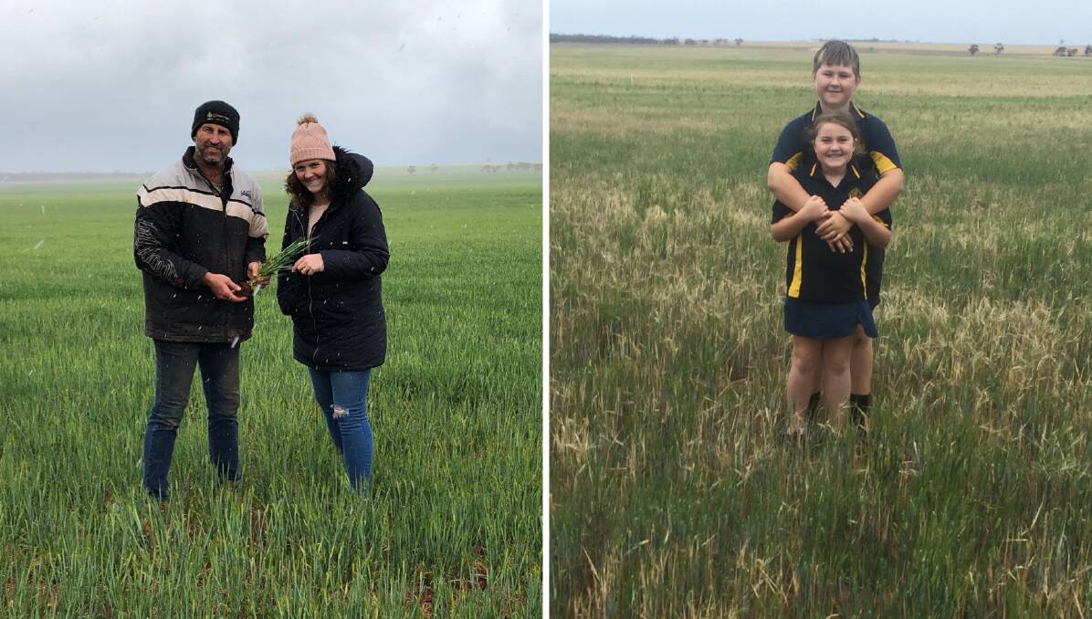 REGENERATIVE RESEARCH: (Left) Brett and Ellen Zibell, Buckleboo, in their regenerative agriculture trial plot of barley in August. (Right) James and Esther Zibell in the same plot in early November.