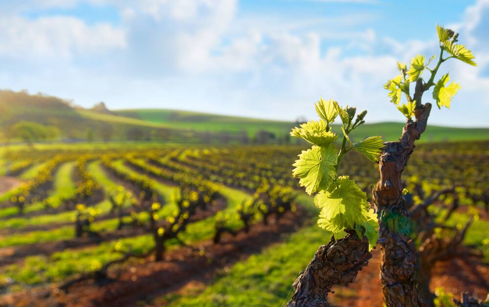 Barossa and Eden valleys wineries could benefit from a new project to improve water availability. Photo: SHUTTERSTOCK