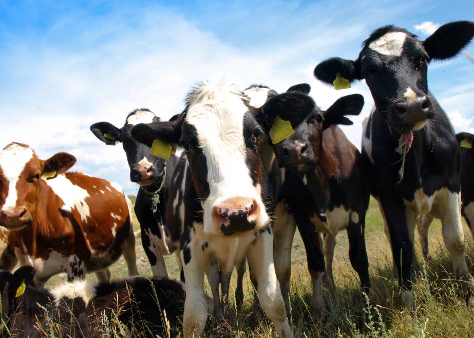While cull cattle prices remain high, the number of cattle remaining in the herd is growing. Photo: SHUTTERSTOCK