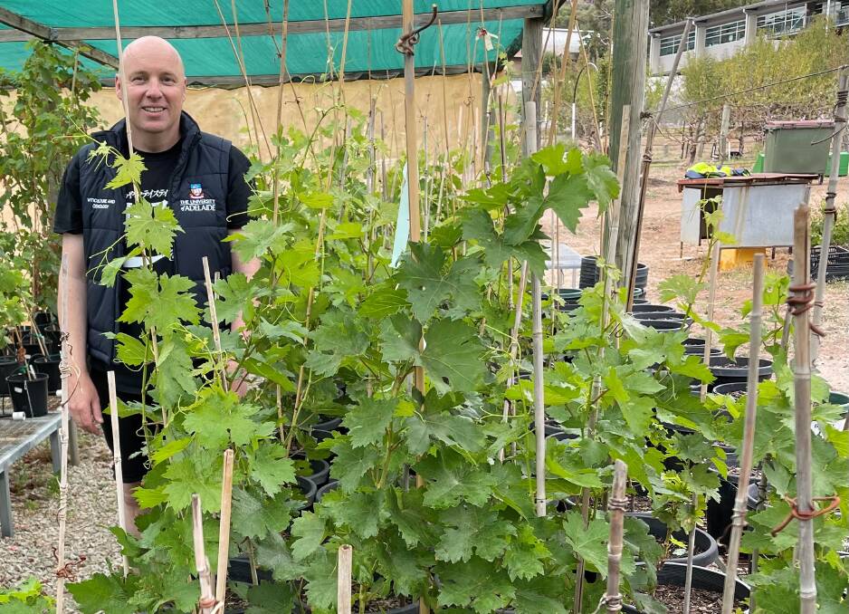 University of Adelaide PhD student and winemaker Alexander Copper with some of the Xynisteri vines imported from Cyprus as part of a push for better water efficiency.