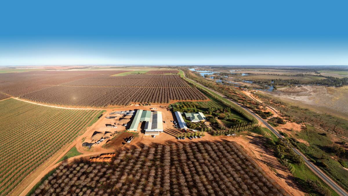 GROWING CONCERN: The existing 840ha plantation at Yurrah Orchard, near Loxton. With the new area, the entire orchard will have more than 1500ha of almond trees across the two sites.