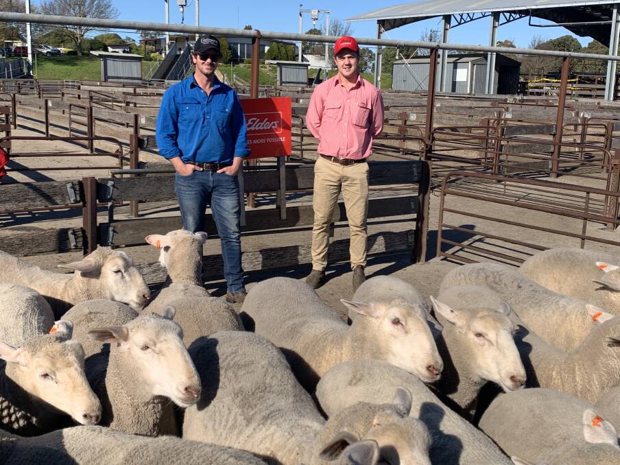 NEW STANDARD: Lachie James, Coolawang Pastoral, Mundulla, and Elders Naracoorte's Josh Reeves with the pen of $337 first-cross wethers.