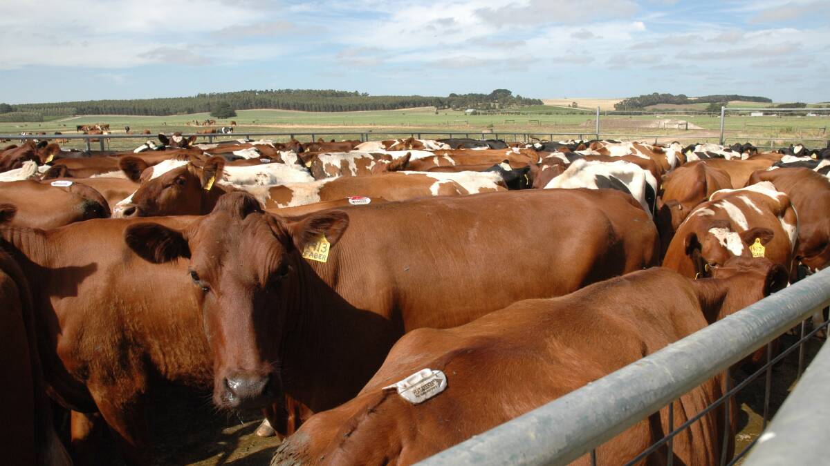 Red dairy breeders to visit SA