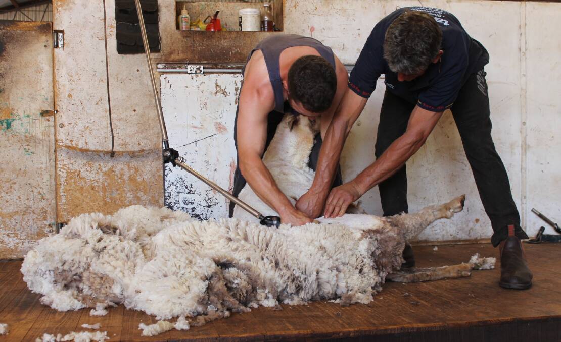 FEEDBACK LOOP: Industry will be able to provide feedback on its training needs, just as more skilled shearers.