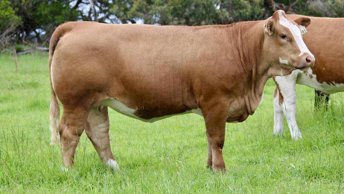 Lot 28 was offered as a pick of the pair, with Woonallee Kathie S241 selected for $23,000. Picture supplied