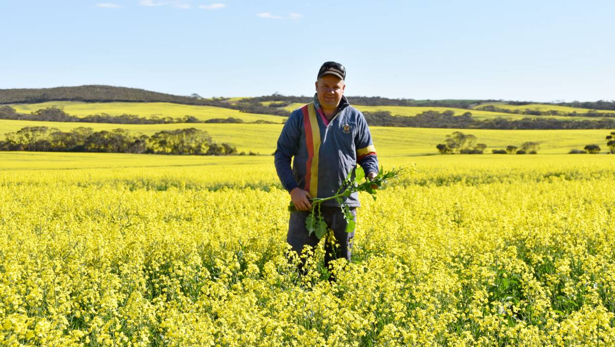 GOLDEN TOUCH: Grant Roberts, Cleve, in a paddock of Stingray canola. He said crop germination had been patchy this year.