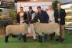 Interstate raid on elite sheep genetics