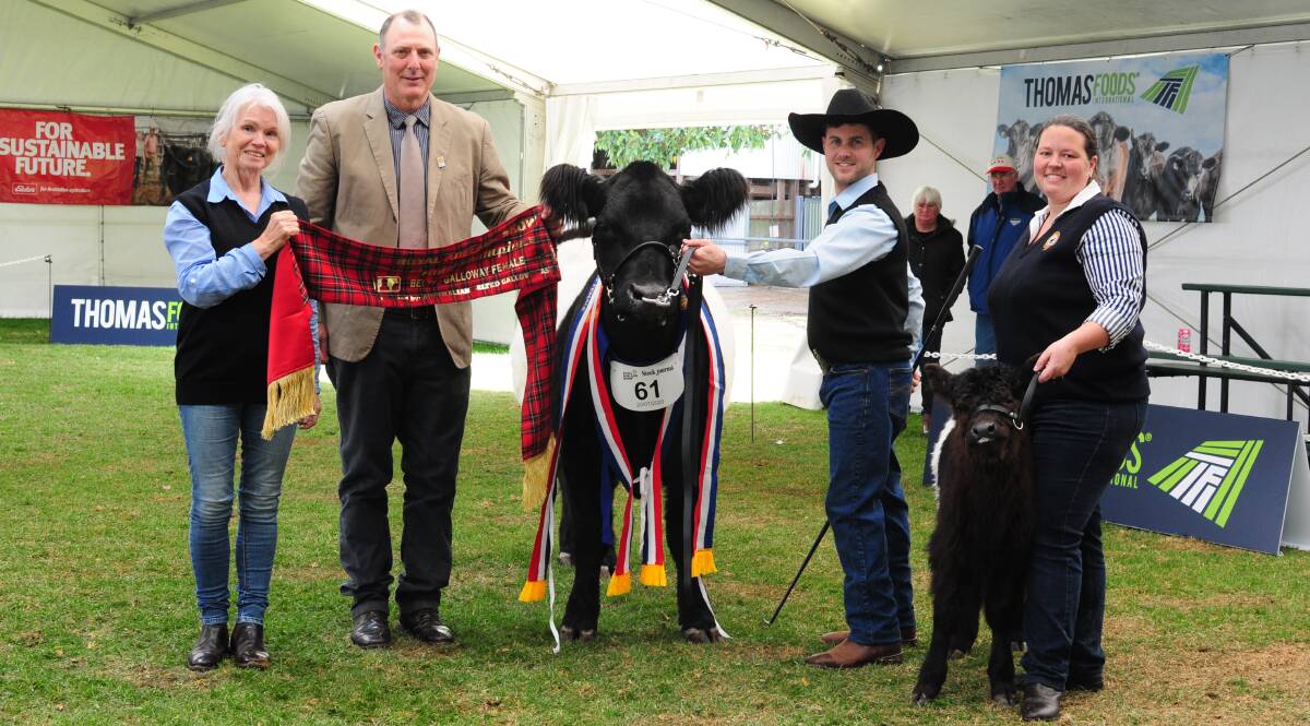 Judith McCallum and judge Scott McKay sash champion Belted Galloway cow - Amrabull Park River Song - held by Scott Carter, Amrabull Park, with the calf held by Sasha Lanyon. Picture by Katie Jackson