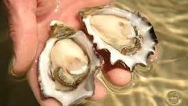 SA spats step up for oyster industry