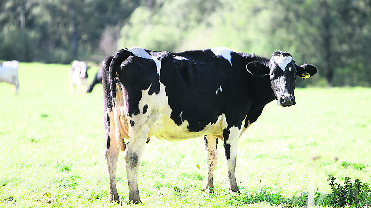 FTA key to support dairy exports: ADIC