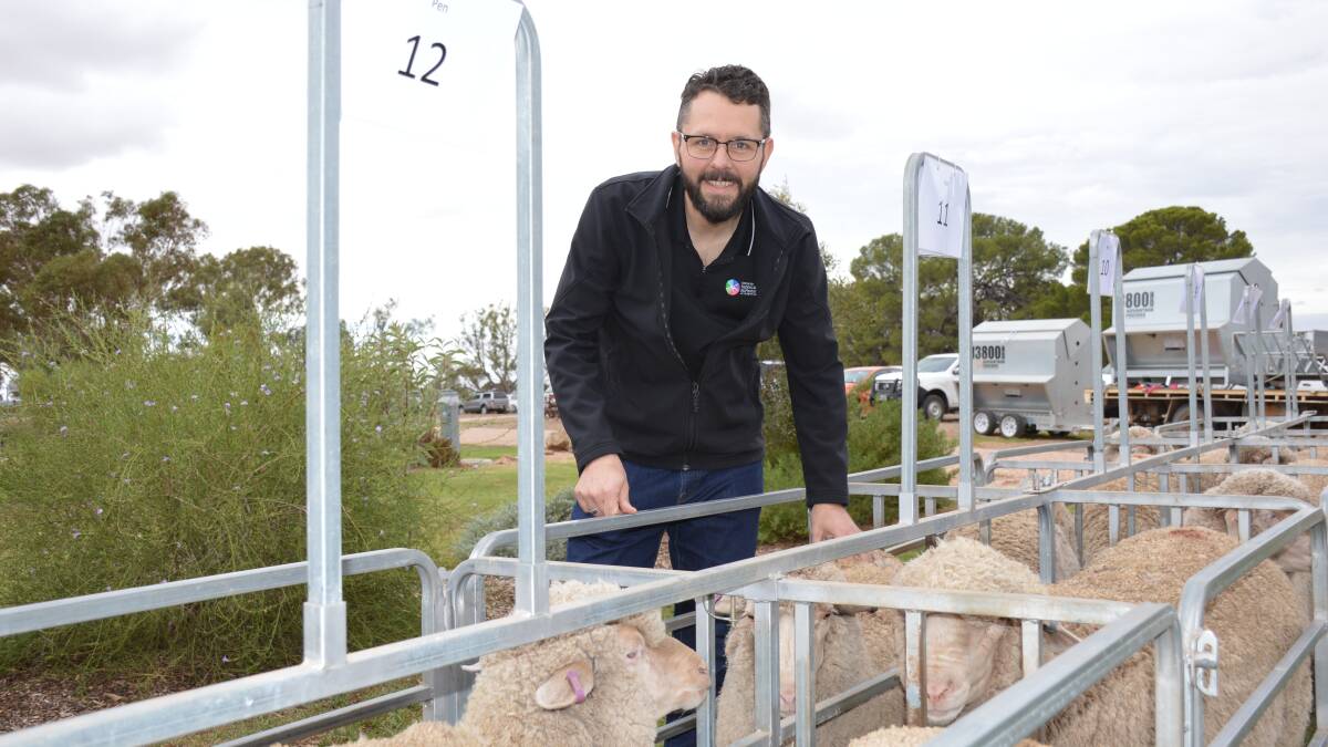 SHARP RELIEF: Centre for the Nanoscale BioPhotonics director Mark Hutchinson is testing whether it is possible to use pain biomarkers developed for human medicine to get a measure of pain in sheep.